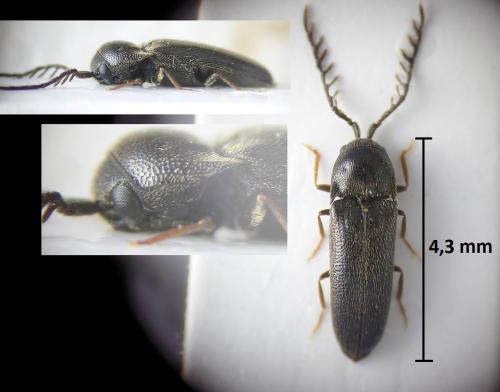 Réf. 207 214 : Microrhagus pygmaeus